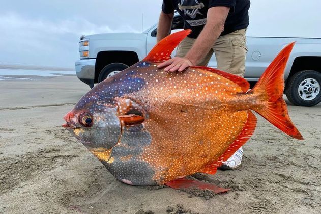  Encalhado na praia peixe laranja bizarro chama atenção dos cientistas