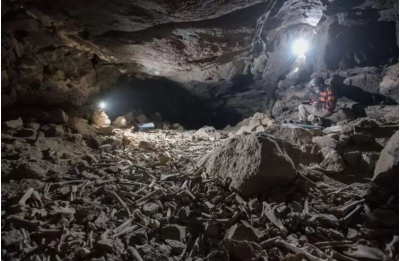  Hienas acumularam milhares de ossos humanos em tubo de lava na Arábia Saudita