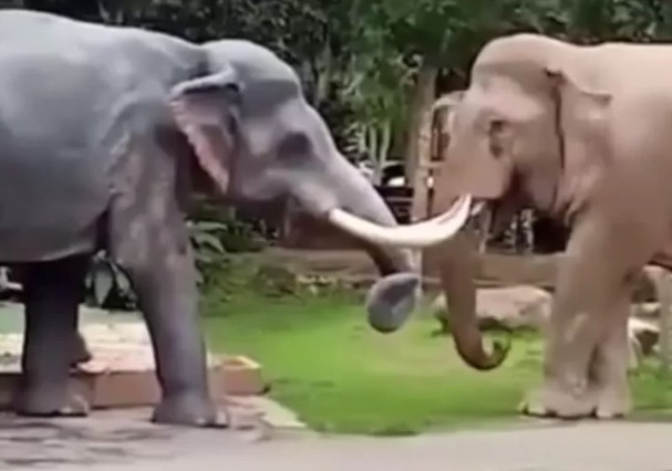  Elefante ataca estátua ao confundi-la com macho rival; assista