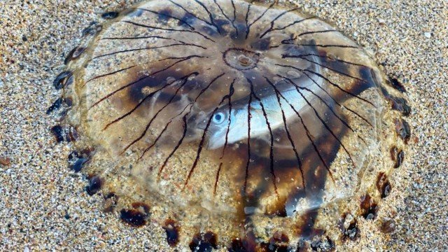  Banhista faz registro raro de peixe dentro de água-viva em praia inglesa