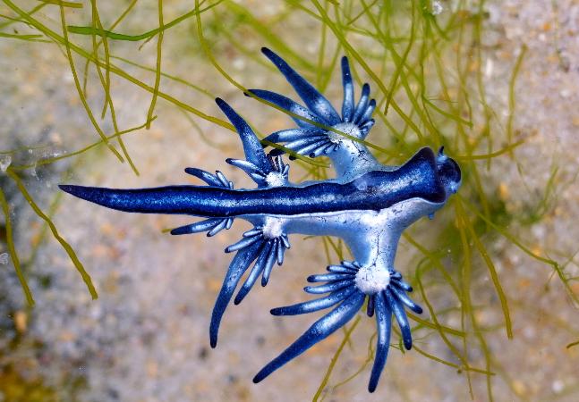  Dragão azul encontrado em SP é raro e tem o apelido de ‘comedor de caravelas portuguesas’