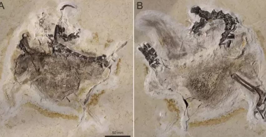  Alemanha não quer devolver fóssil de dinossauro roubado no Brasil em 1995