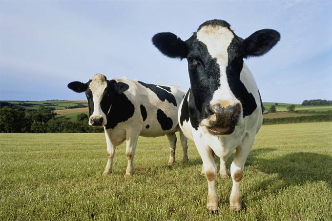  Cientistas ensinam vacas a usar “banheiro”