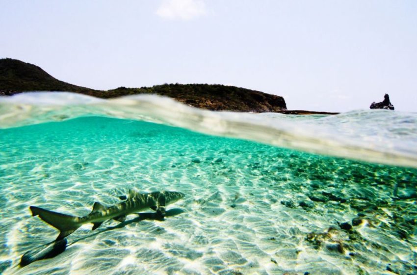  Ovo de tubarão raro é encontrado no mar em Fernando de Noronha