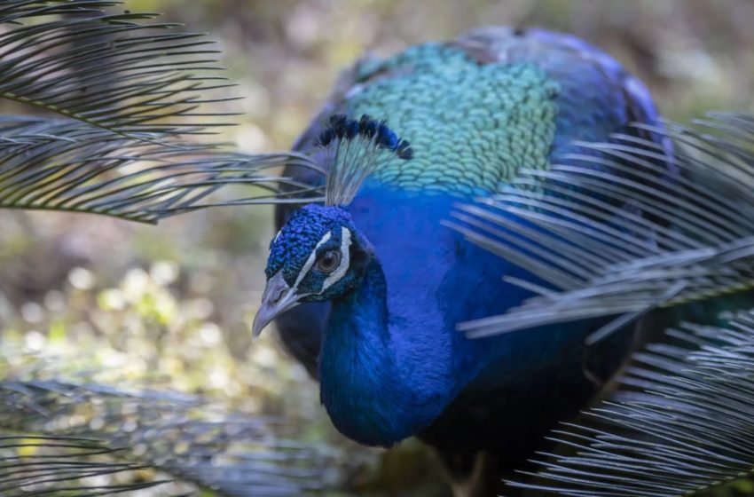  Entenda por que o azul é a cor mais rara do planeta