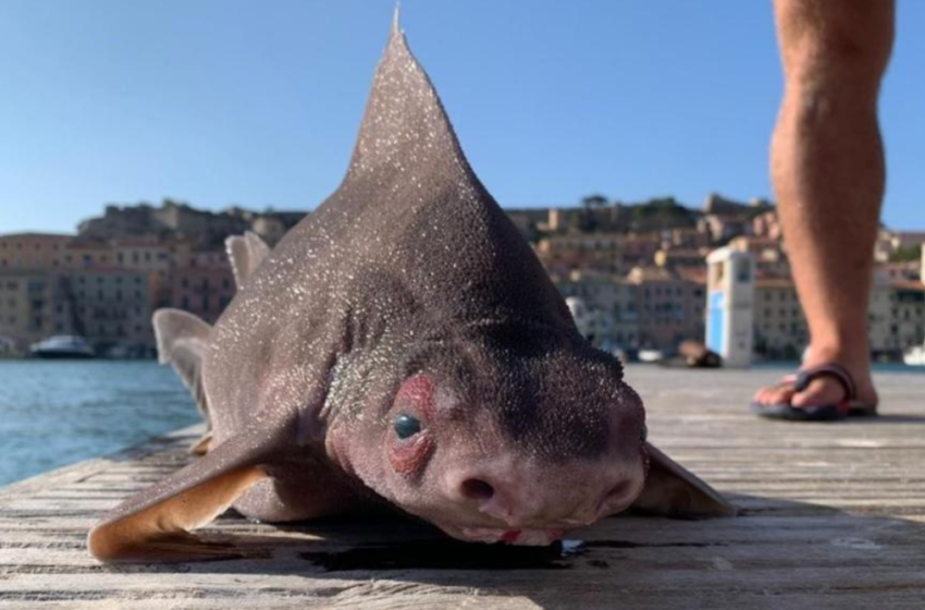  PEIXE COM CORPO DE TUBARÃO E CARA DE PORCO SURPREENDE GRUPO DE MARINHEIROS