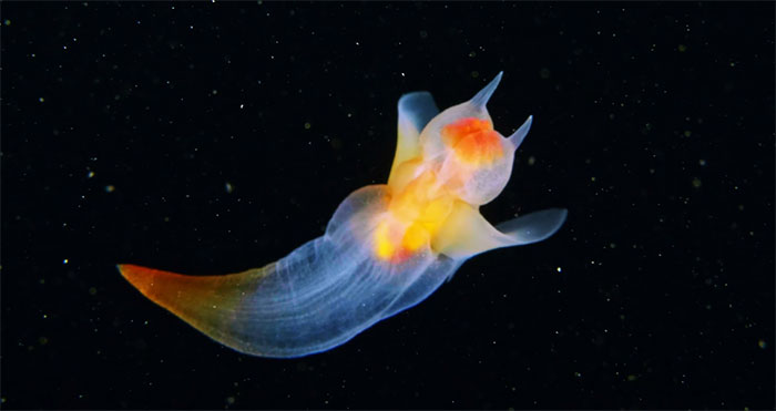  Anjo do mar: imagens da criatura mais surreal da natureza viralizam