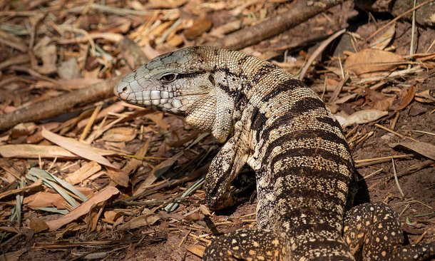  TEIÚ, O LAGARTO QUE SE TORNOU PRAGA EM FERNANDO DE NORONHA