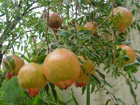  Pomar urbano: Brasília ganha destaque pelas árvores frutíferas espalhadas pela cidade 