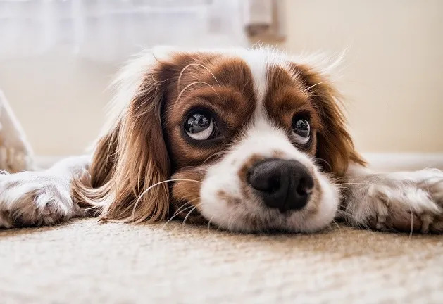  Como fazer o cachorro se acostumar com a casa nova? Veterinária lista conselhos