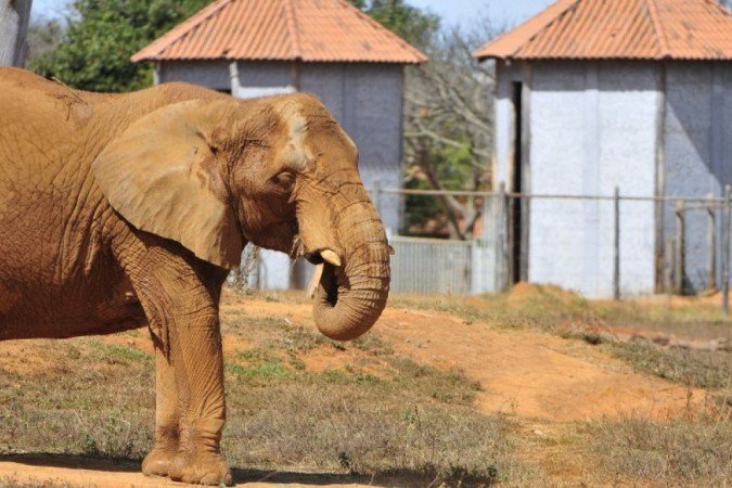  Aniversário do Zoológico de Brasília: Visitantes mostram suas insatisfações com o parque: “melhorem”