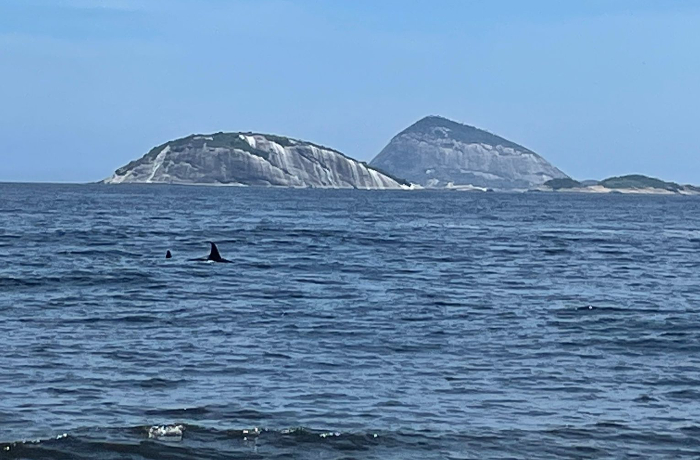  No Rio de Janeiro banhistas se assustam com baleias Orcas perto da areia; veja vídeo