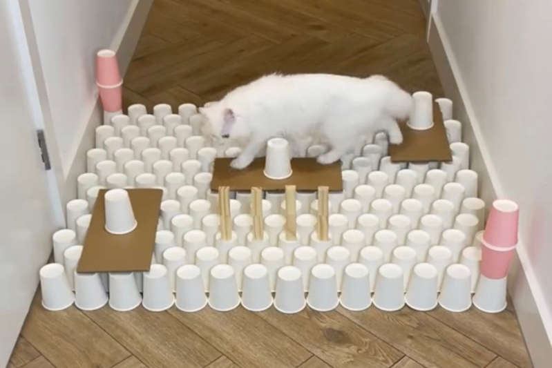  Vídeo de gata superando labirintos é o mais visto no TikTok em 2021