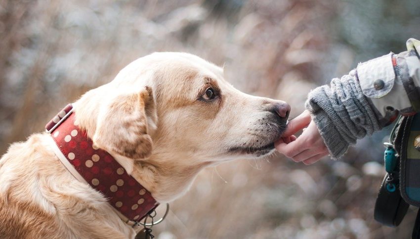  Cachorros podem reconhecer idiomas diferentes e palavras sem sentido, diz estudo