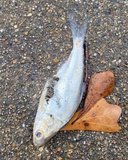  Chuva de peixes’ atinge cidade no Texas