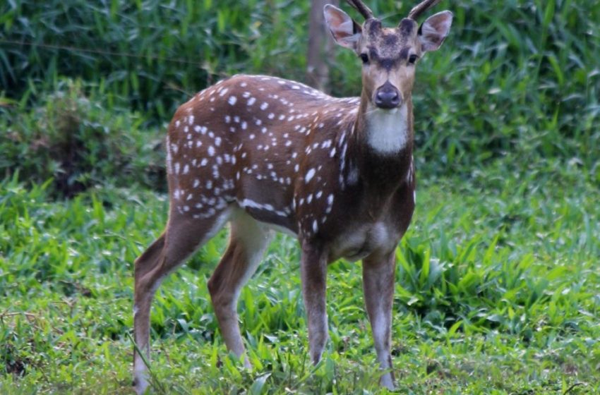  Cervo exótico é fotografado em SC em rara aparição