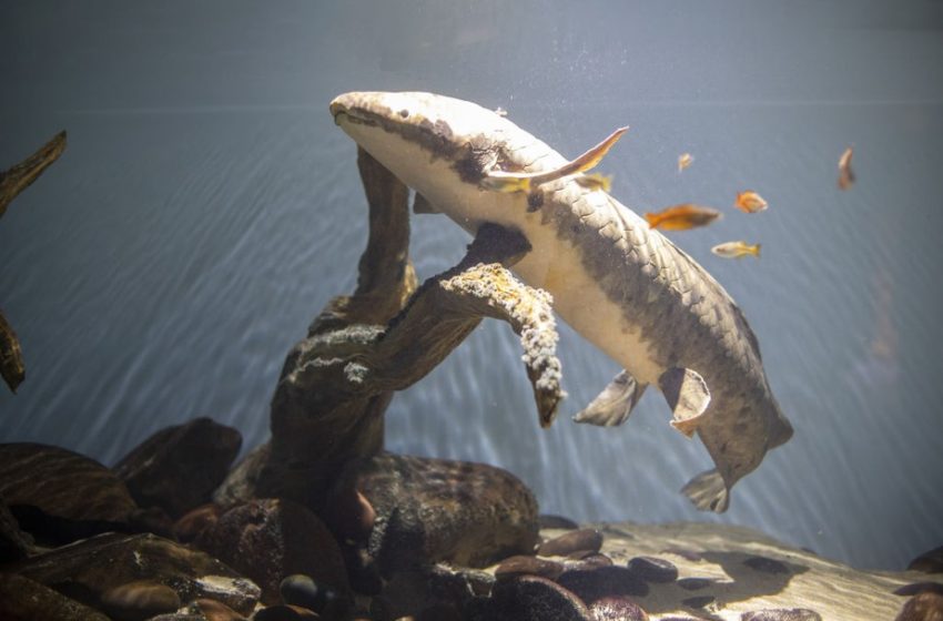  Matusalém: peixe de aquário mais antigo do mundo gosta de carinho na barriga e figos frescos