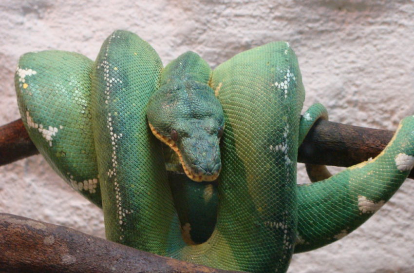  Cobra periquitamboia flagrada em galhos