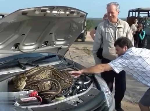  Cobra surpreende ao ser encontrada em motor de carro e foge rapidamente