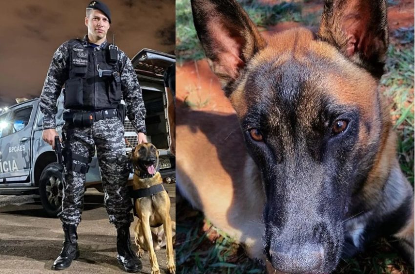  Conheça Chico, o cachorro que reforça o policiamento no aeroporto de Brasília