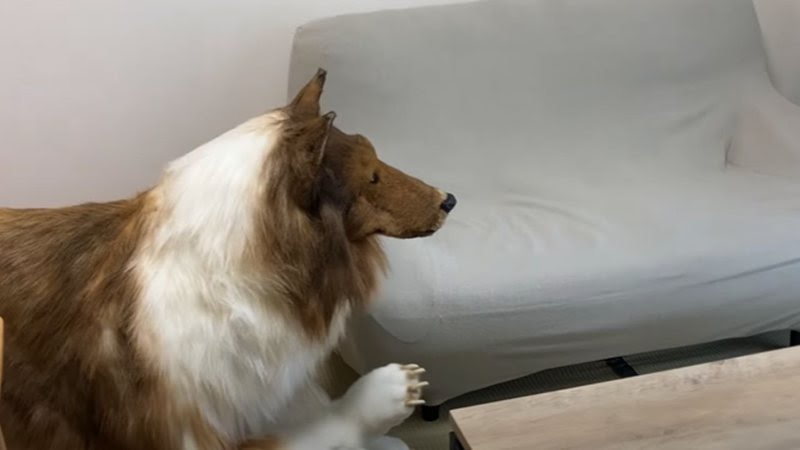  Homem mostra os perrengues da vida de cão