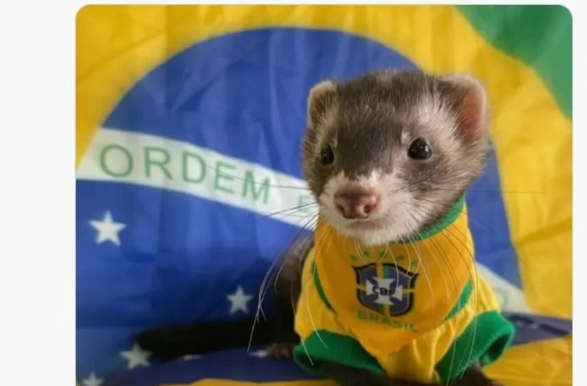  Brasil x Suíça: veja os memes do jogo na Copa do Mundo