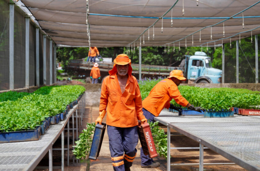  Mais 100 mil árvores serão plantadas em todo o Distrito Federal