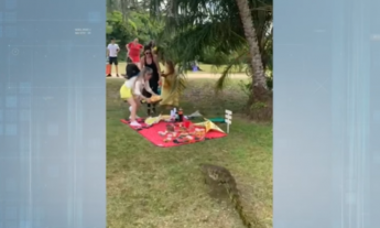  Jacaré-do-papo-amarelo ‘invade’ piquenique de amigos no Rio de Janeiro; veja vídeo