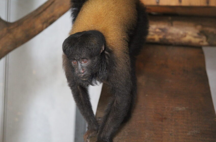  Zoológico recebe primata típico da Amazônia para reprodução da espécie