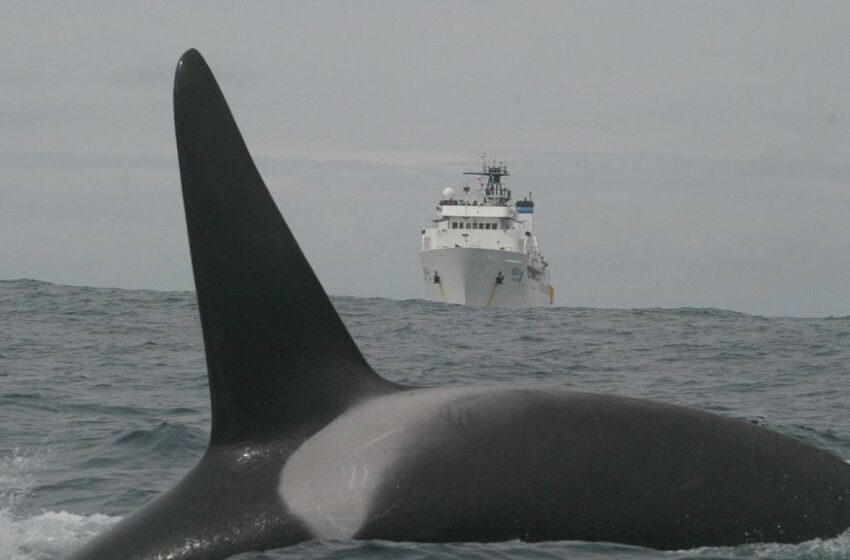  Orcas afundam iate na costa do Marrocos em apenas 45 minutos