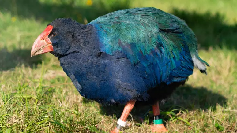  Ave pré-histórica, considerada extinta, volta à natureza e já tem diversos filhotes